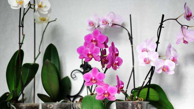 Orchideje phalaenopsis - nenáročná na péči - ilustrační foto